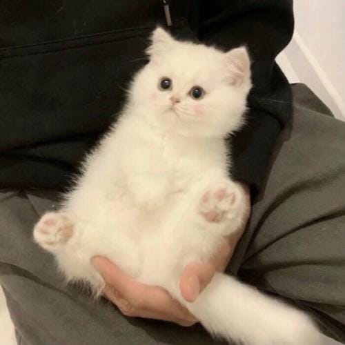 Mark Anthony Bautista avatar